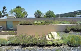 Lavender and herbs on a roof